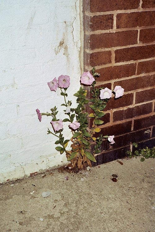 Pink flowers growing between a painted wall and brickwork